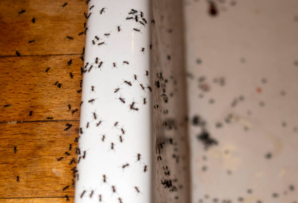 Flea Control Services in Hargill, TX
