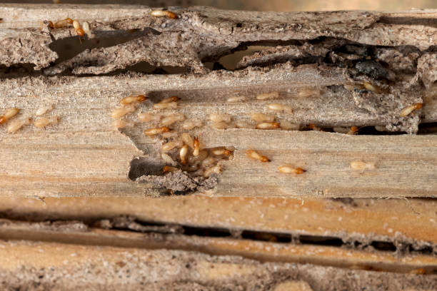 Best Ant Control Services  in Hargill, TX
